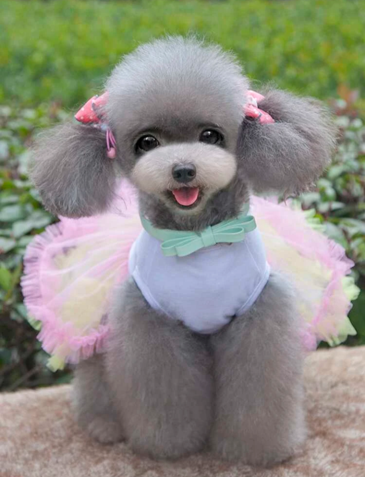 Pastel Puppy Tutu Dress